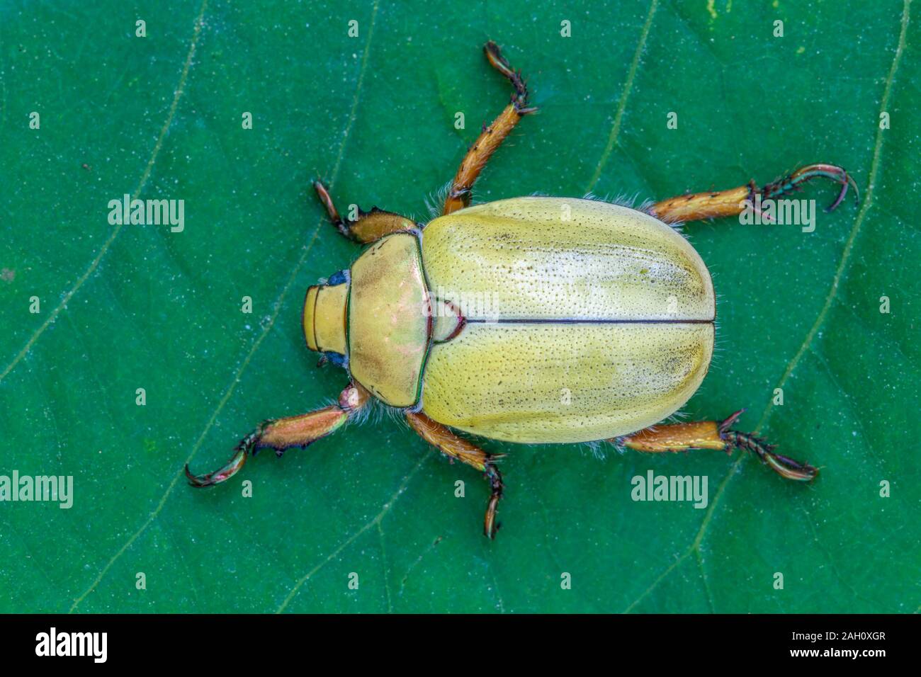 Small gold beetle hires stock photography and images Alamy