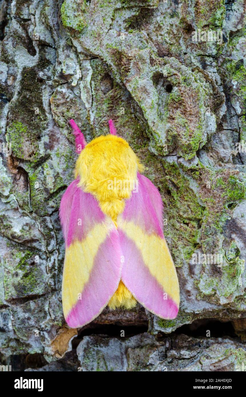 Rosy Maple Moth  o wonderful, wonderful