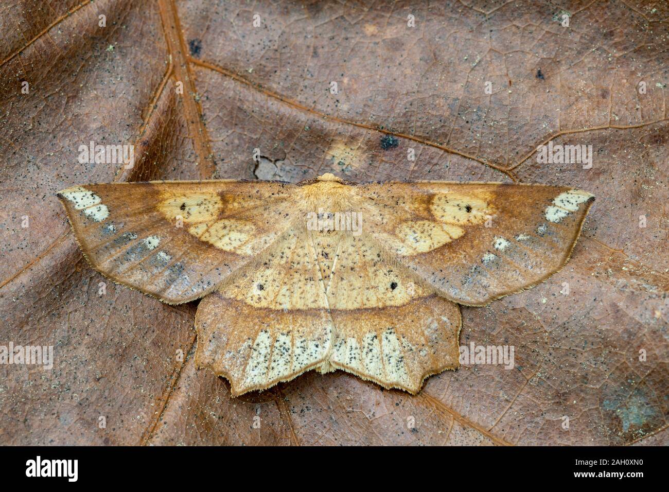 Large Moth Crossword Puzzle Clue