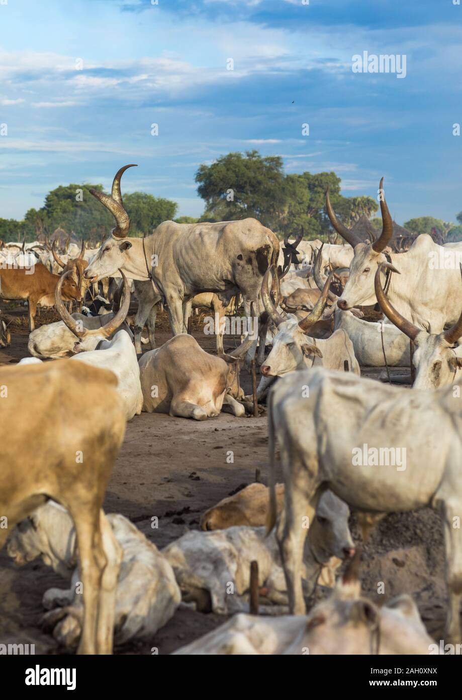 Long horns cows in a Mundari tribe camp, Central Equatoria, Terekeka, South  Sudan Stock Photo - Alamy