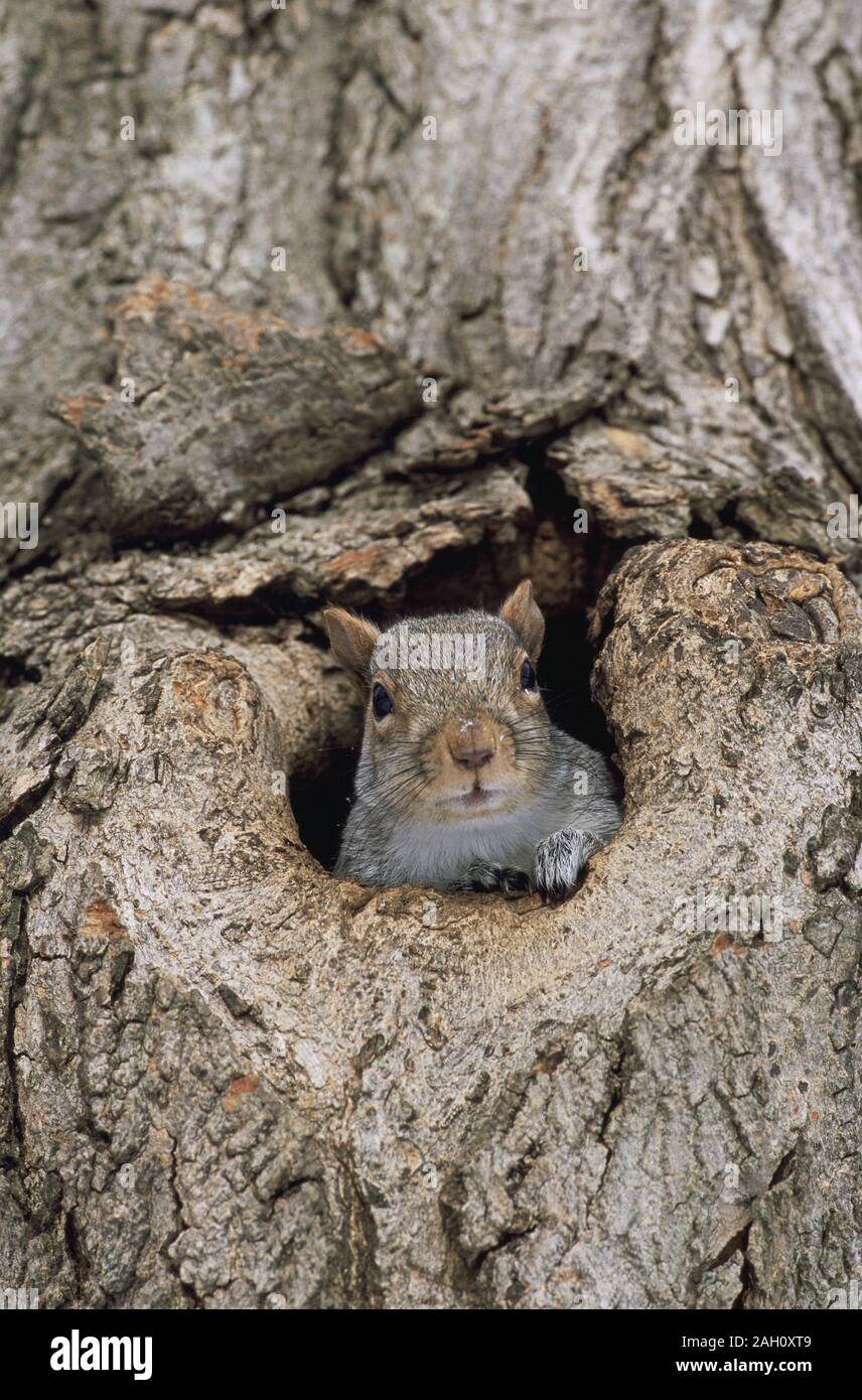 Gray Squirrel emerging from tree cavity. Merseyside, United Kingdom, winter. Stock Photo