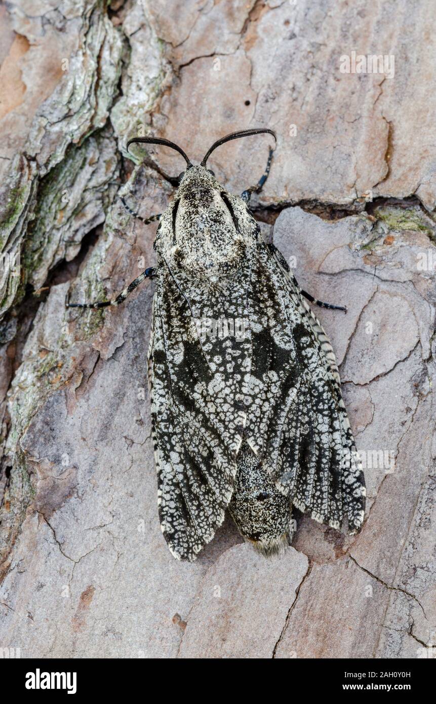 Carpenterworm Moth (Prionoxystus robiniae) Adult on Loblolly Pine bark. Congaree National Park, South Carolina, spring. Stock Photo