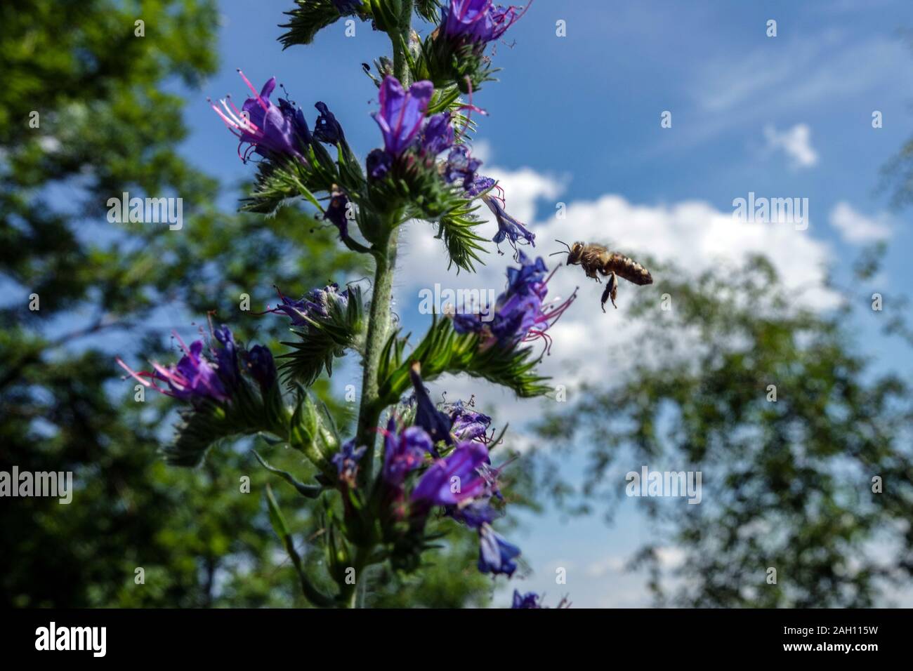 Bee flying on flower Echium vulgare wild flowers Stock Photo