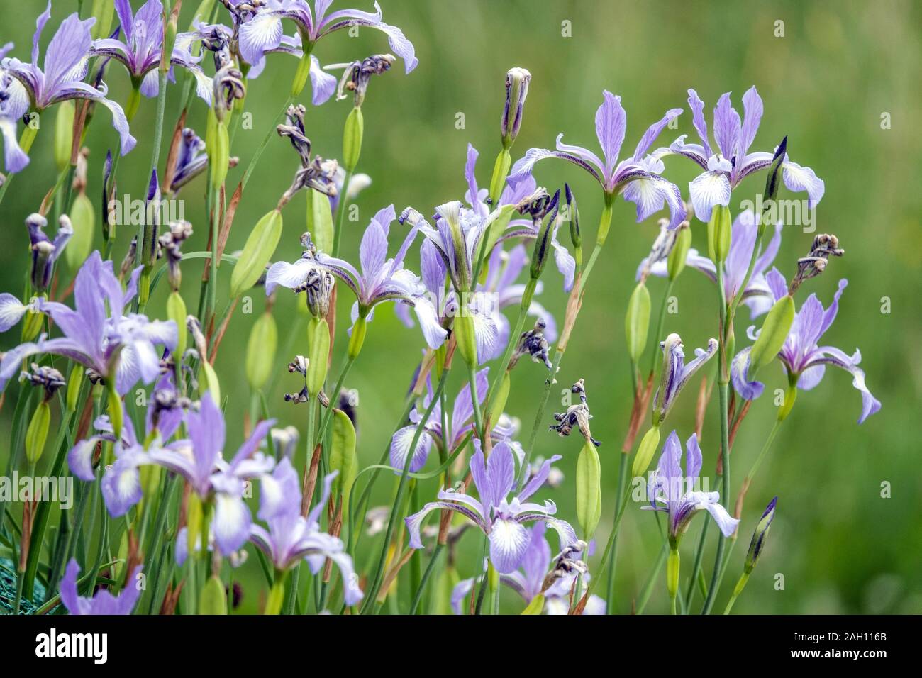 Iris prismatica Slender Blue Flag Iris Stock Photo