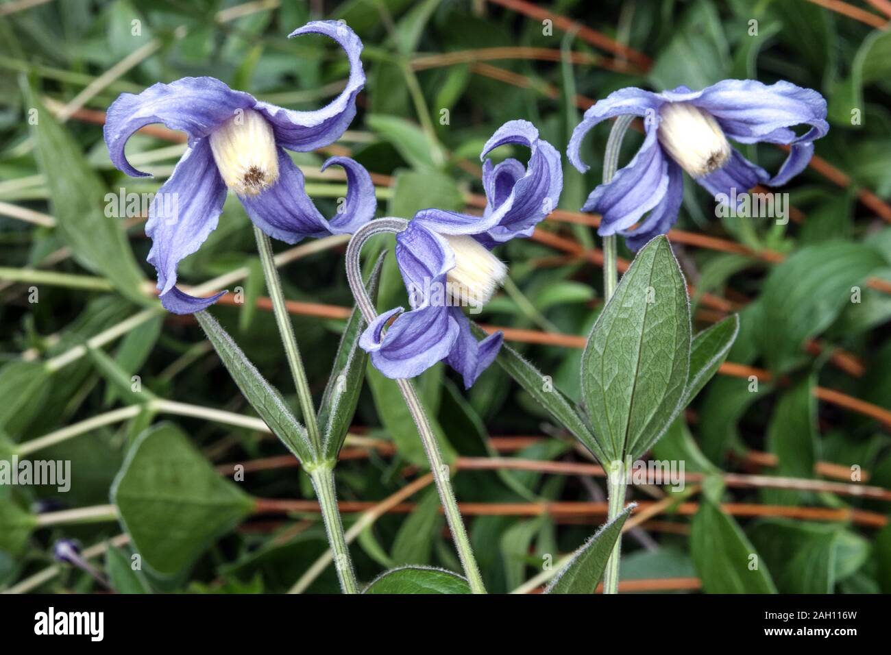 Clematis integrifolia Stock Photo