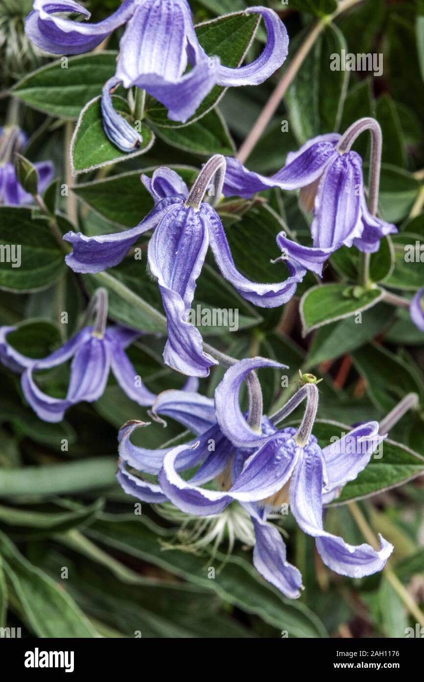 Clematis integrifolia Stock Photo