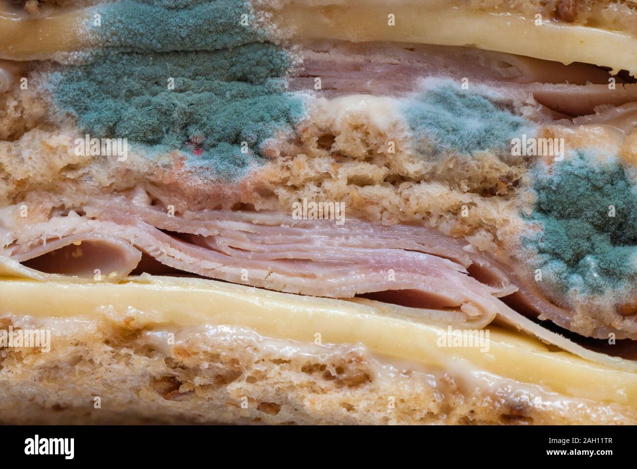 mouldy-ham-and-cheese-sandwiches-with-mould-on-close-up-2AH11TR.jpg