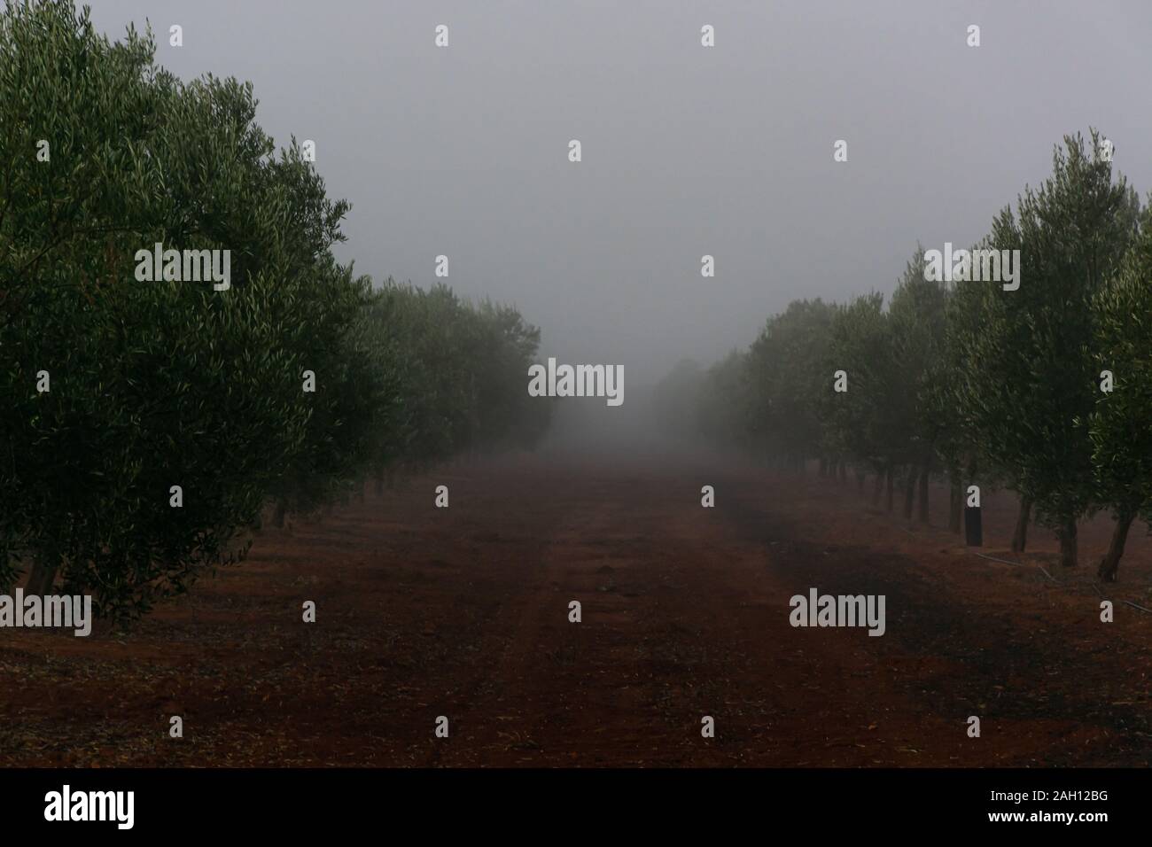 Olive field with mists Stock Photo