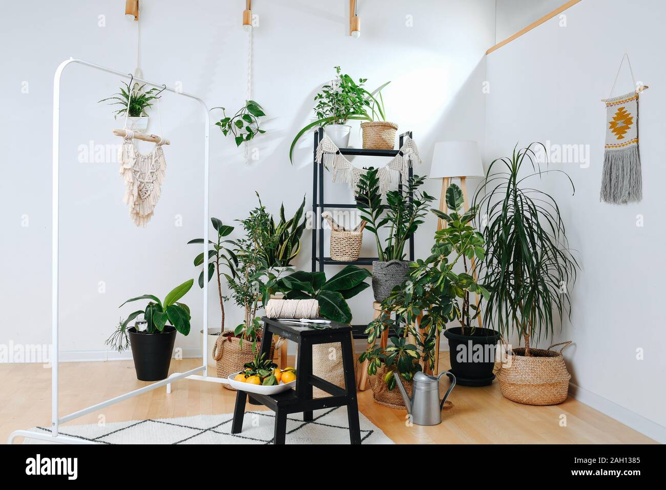 Full of light plants hi-res stock photography and images - Alamy