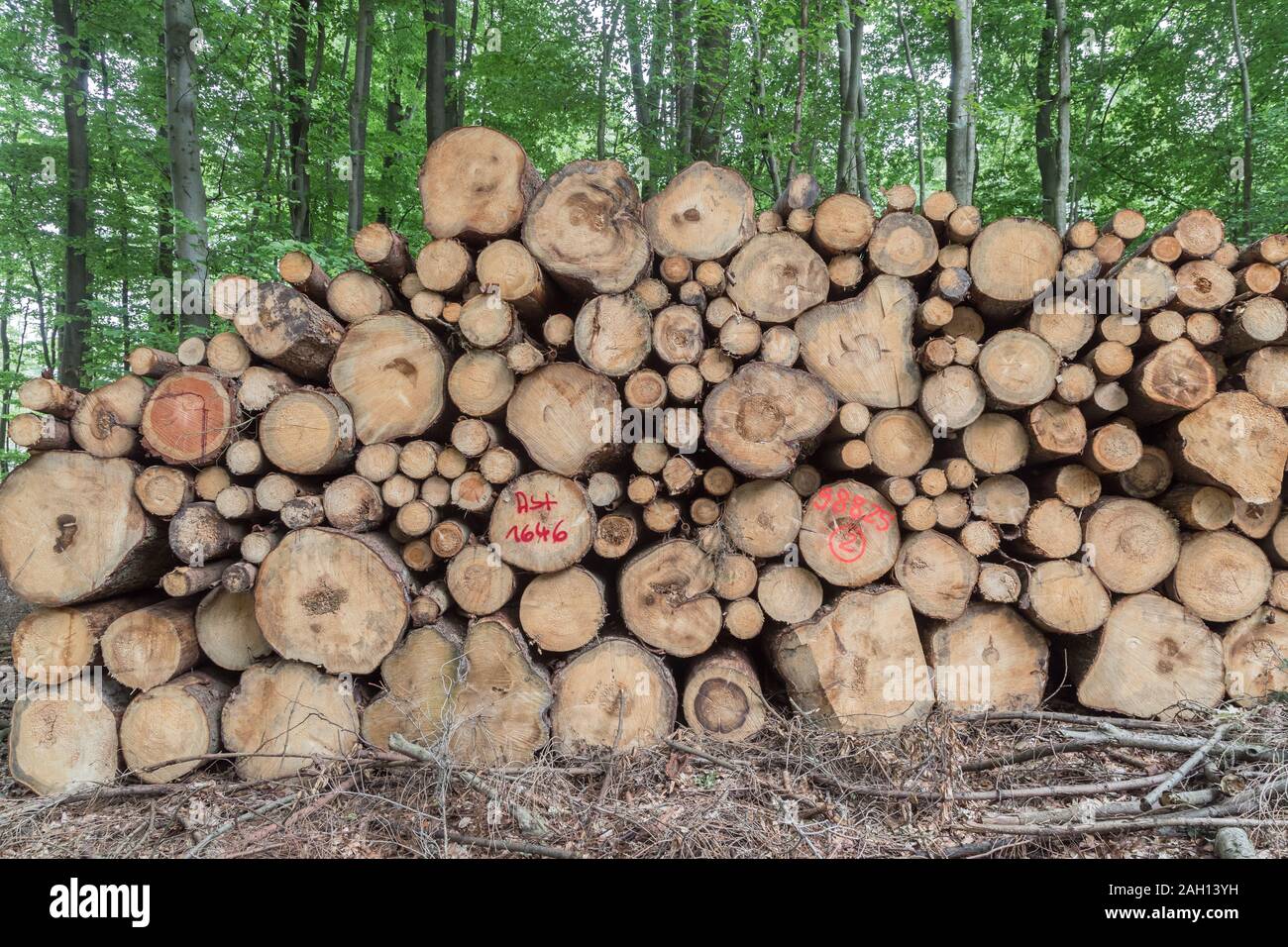 stacked trunks in deciduous forest Stock Photo