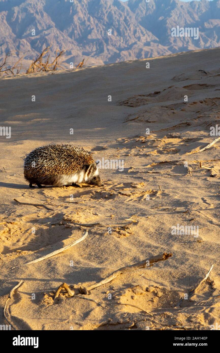 Desert Hedgehog or Ethiopian Hedgehog (Paraechinus aethiopicus) photographed in the desert in Israel. This hedgehog is an omnivore and has been known Stock Photo