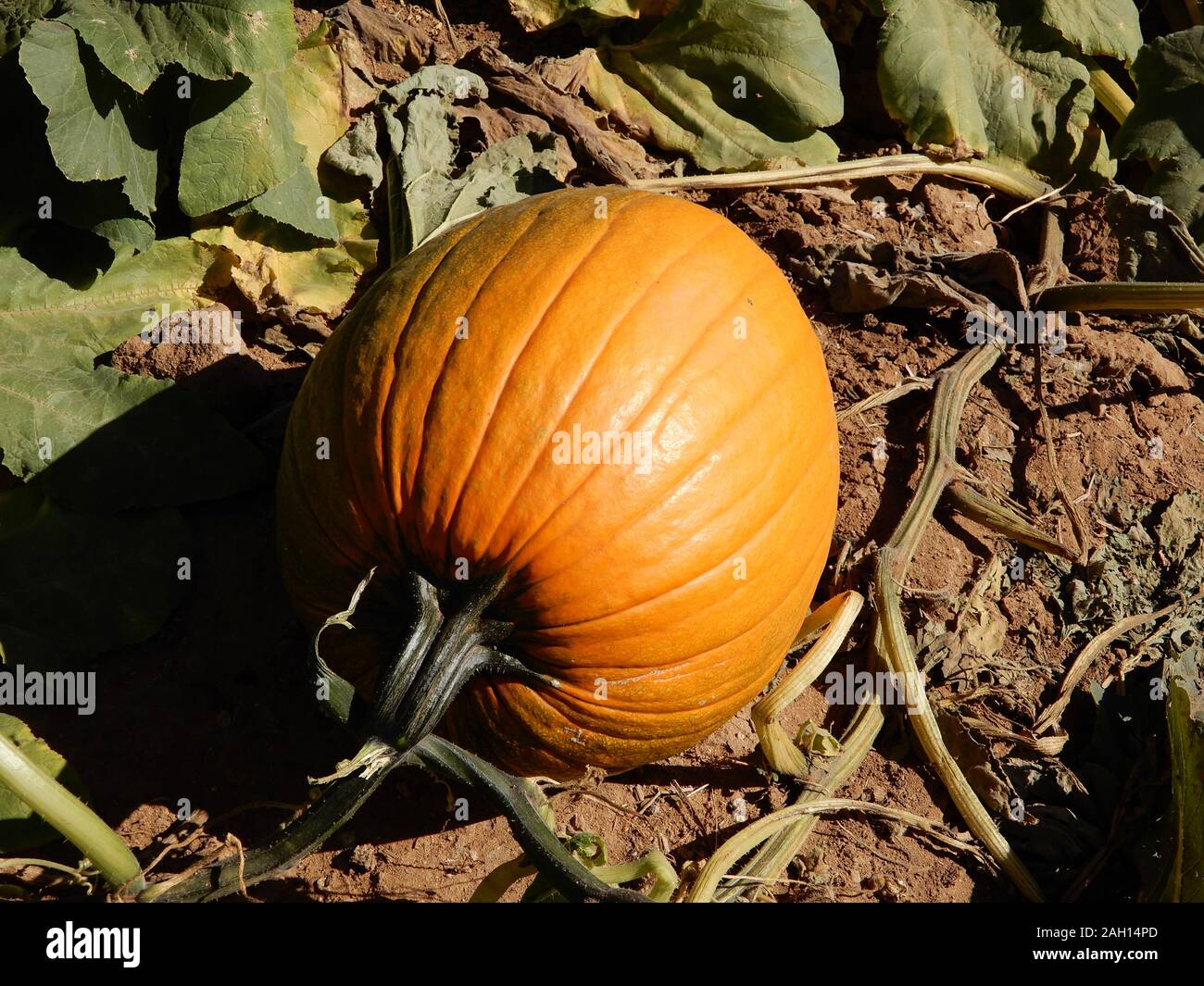 Arizona Autumn harvest pumpkins, melons, corn, peppers, beans and sunflowers Stock Photo