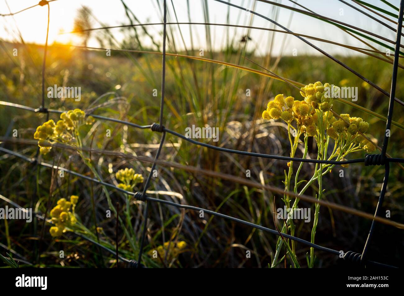 vegetation and plants in the french dunes by sunset Stock Photo