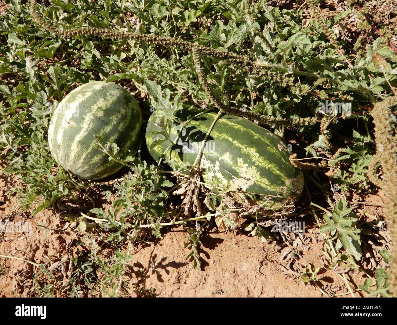 Arizona Autumn harvest pumpkins, melons, corn, peppers, beans and sunflowers Stock Photo