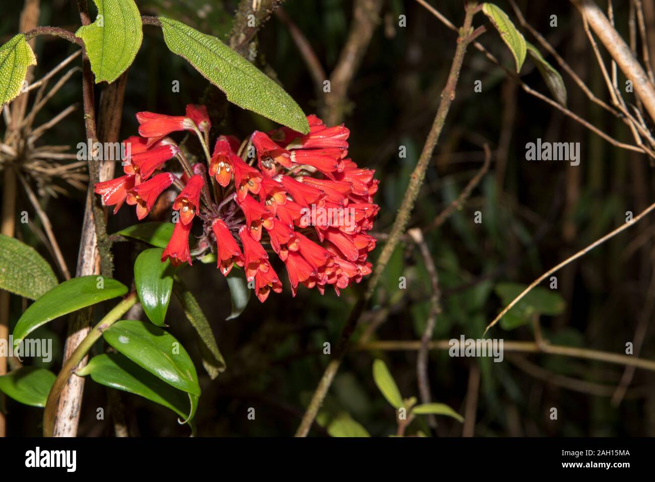 red flowers in the primeval forest in the tropical Podocarpus National Park in the Andes at 3000 meter above sea level in Ecuador. Stock Photo