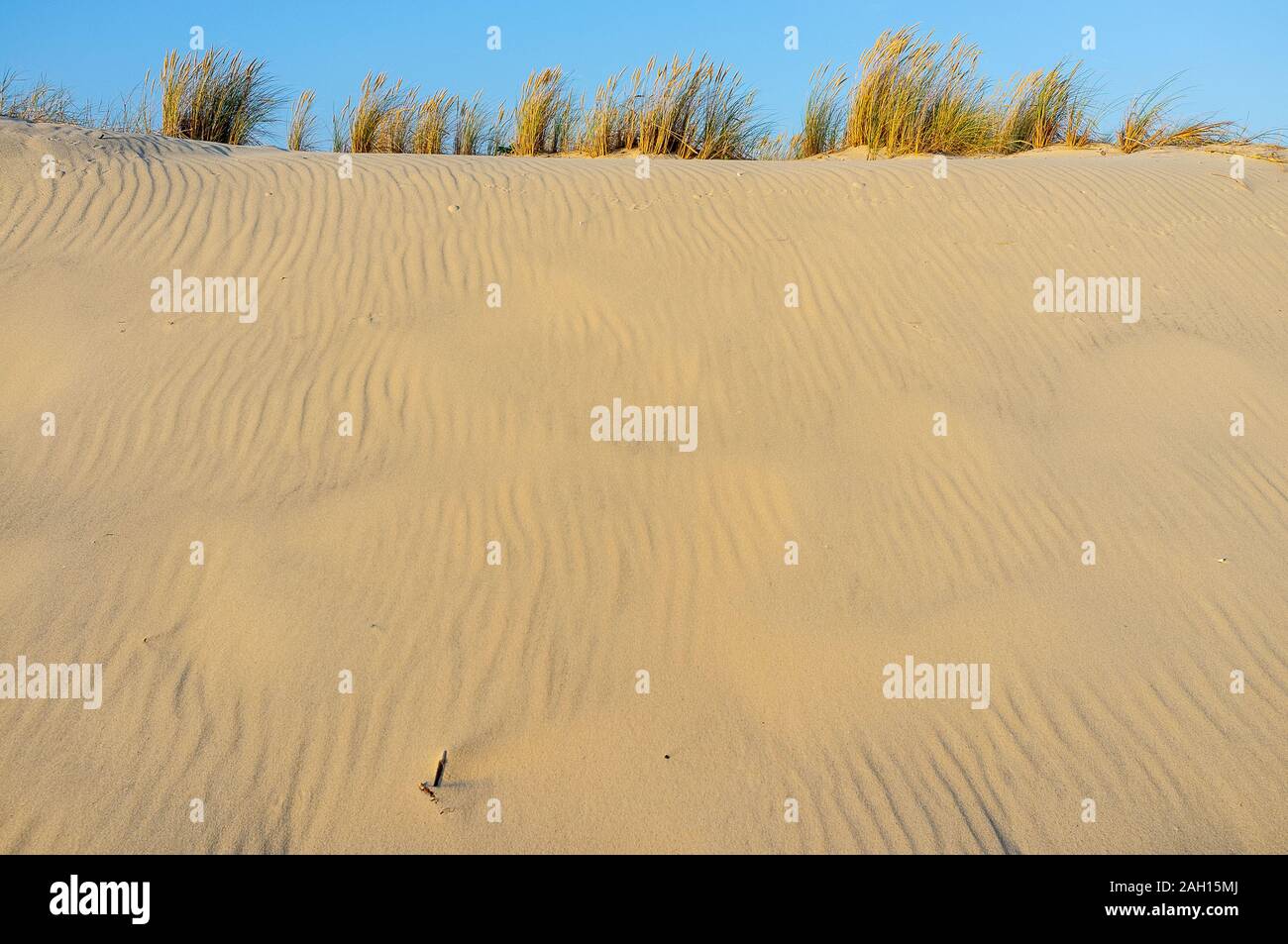 grass and vegetation in sand and dunes against clear blue sky Stock Photo
