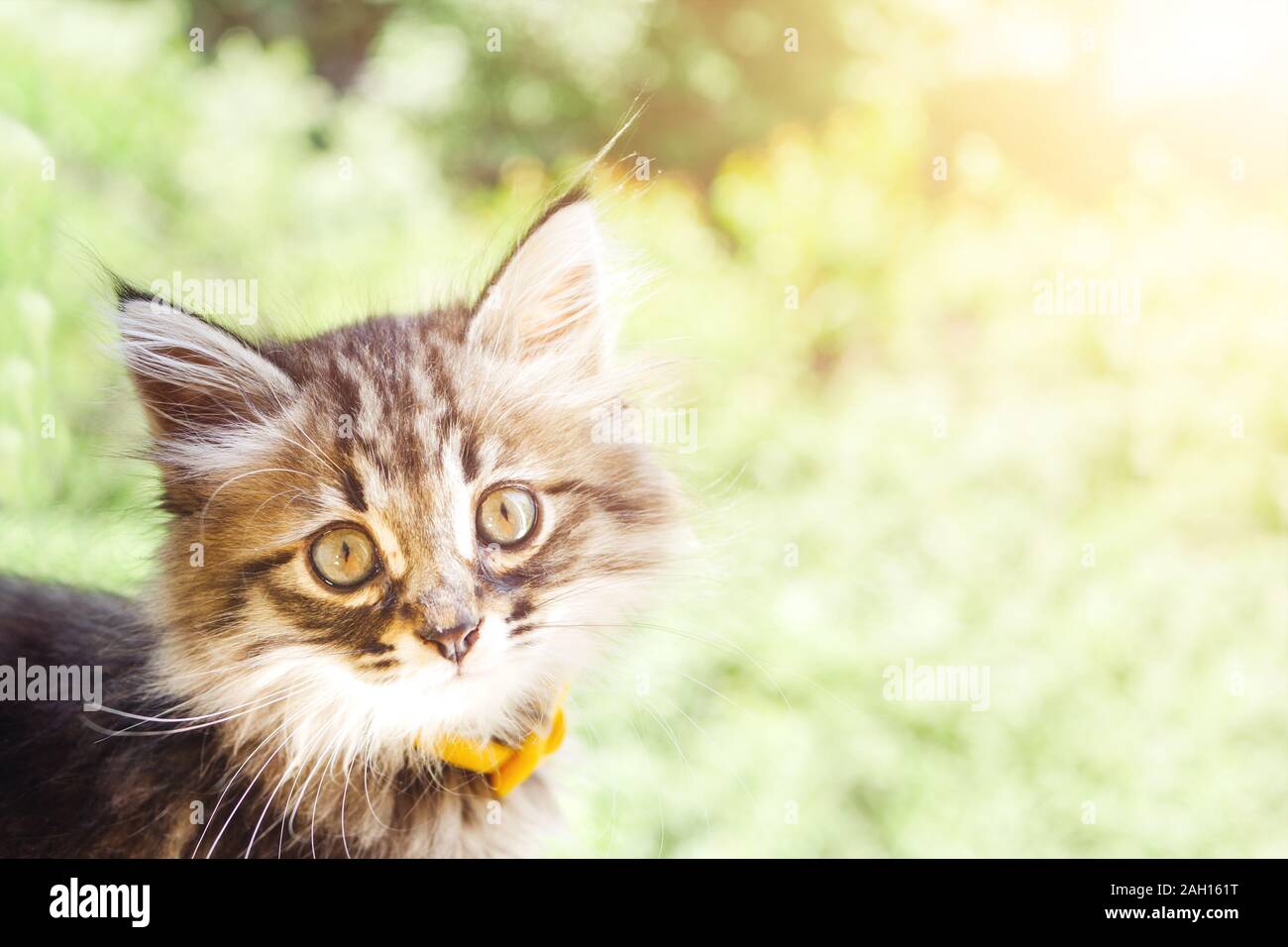 White specks hires stock photography and images Alamy