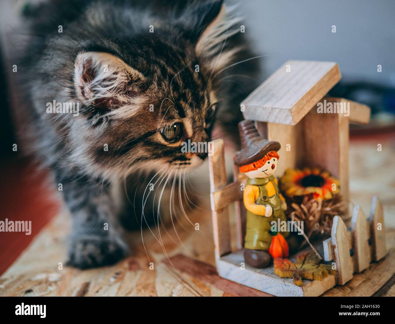 The cat sniffs the figure Stock Photo Alamy