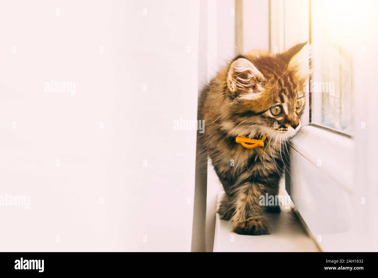 Funny resting cat in the balcony on sunny hot summer day, young kitten ...