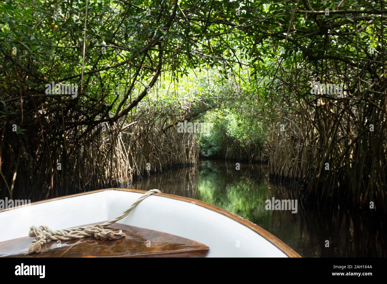 Benin, mangrove swamp, cotonou Stock Photo