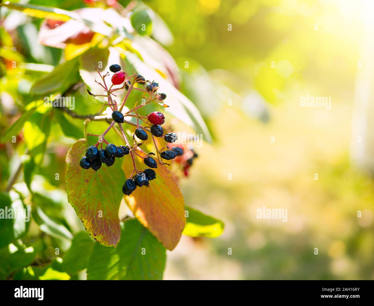 Overripe berries Stock Photo