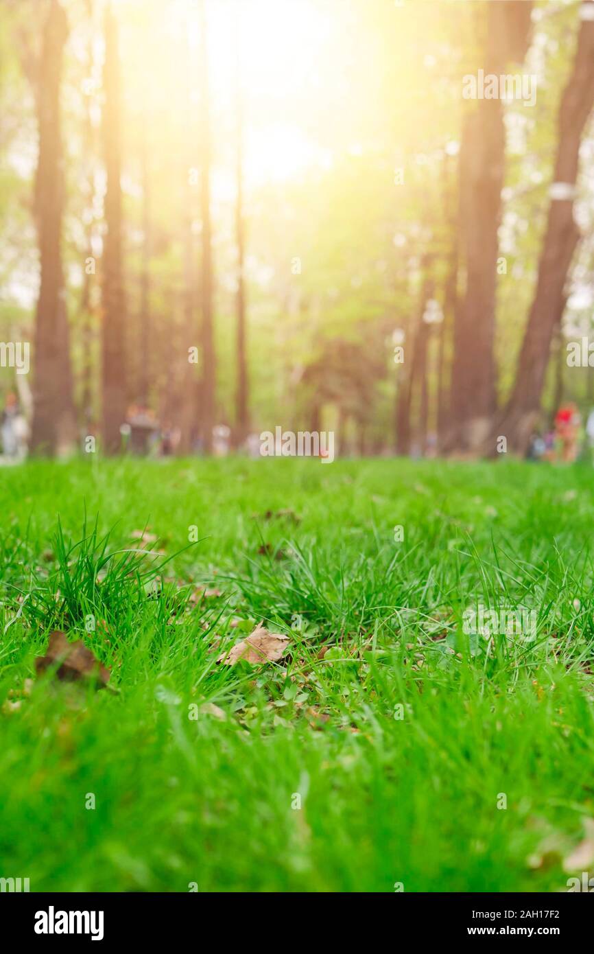 Close up green grass field with blur park background,Spring and summer concept,vintage filter Stock Photo