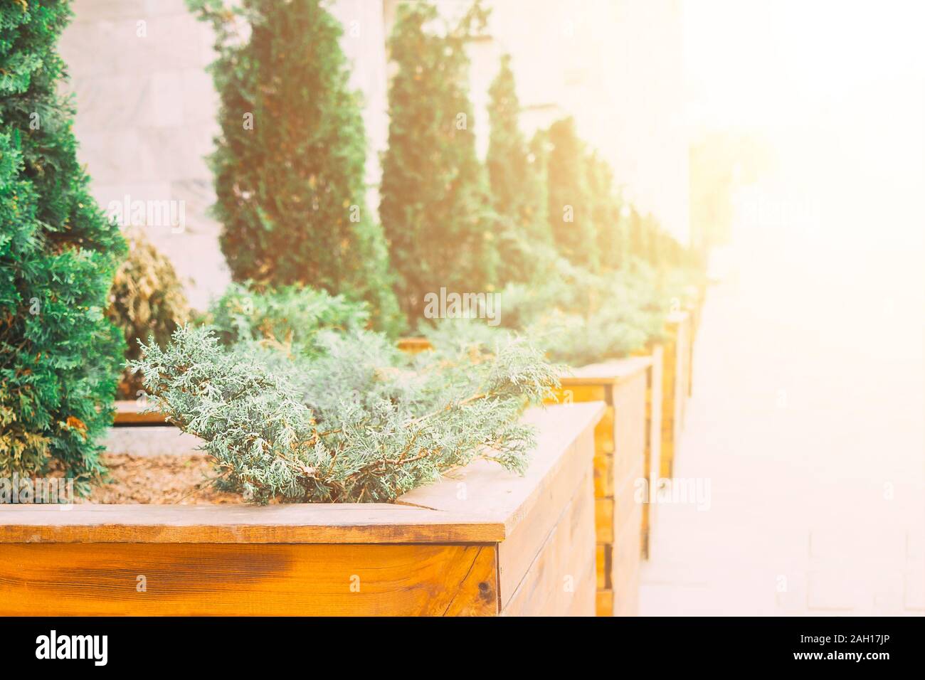 Plants in wooden pots stand in a row by green metal fence Stock Photo ...