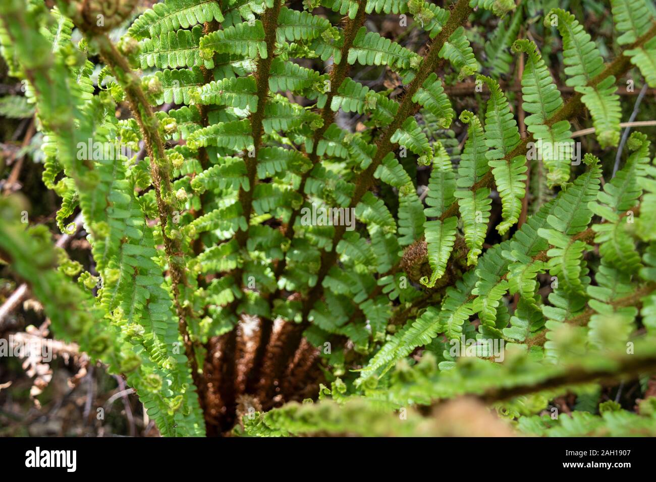 Close up pattern fern hi-res stock photography and images - Alamy