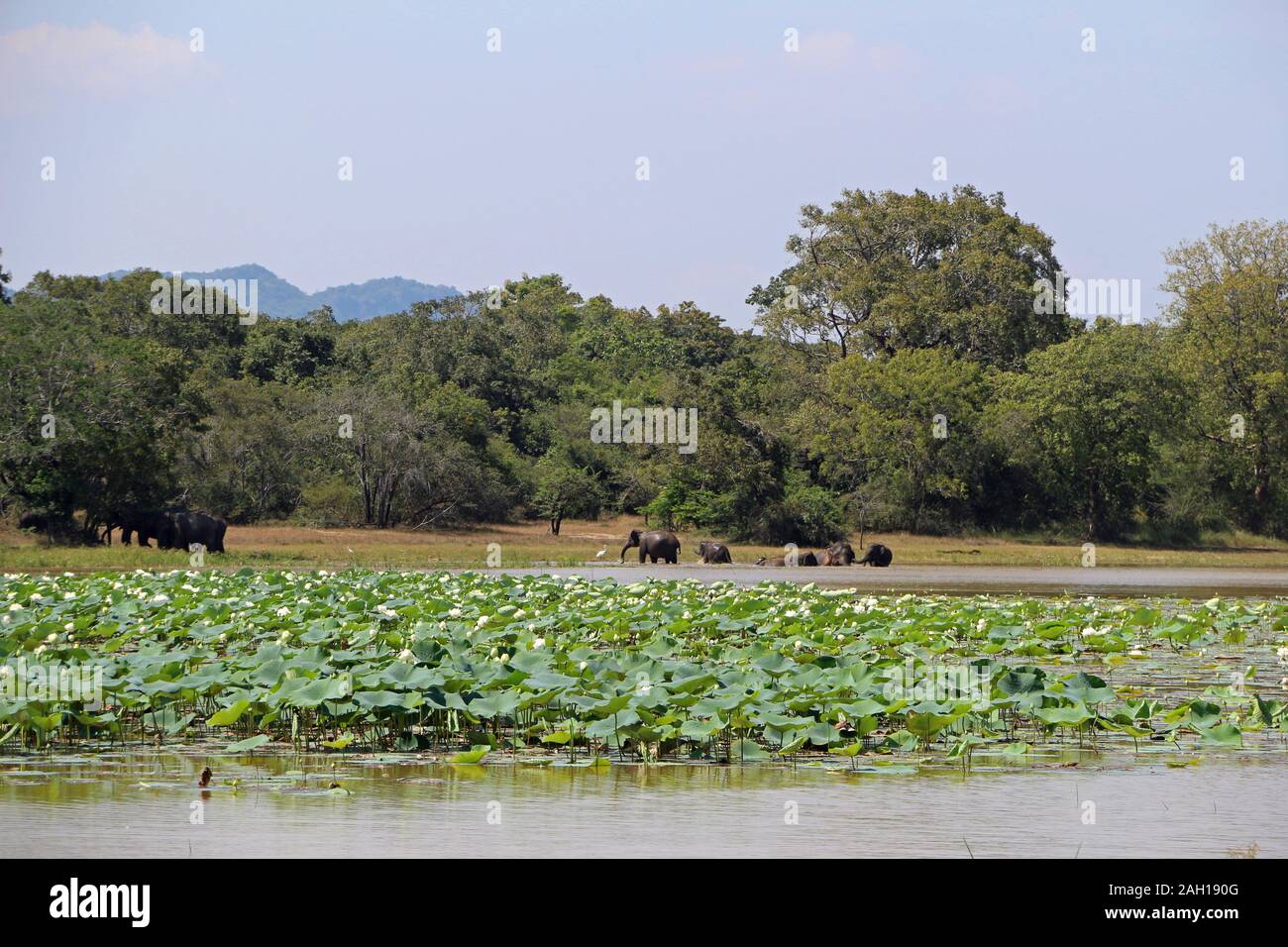 Water lilies with asia elephants in the background in Sri Lanka Stock Photo