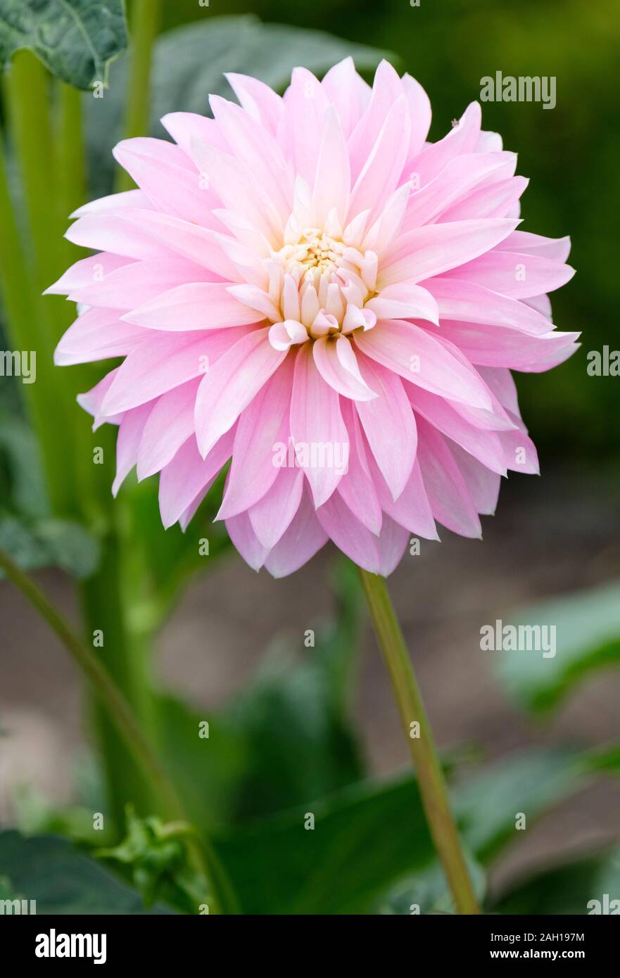 A single pale pink flower of stellar dahlia 'Alloway Candy' Stock Photo