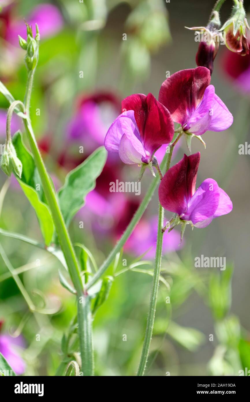 Bi-colour magenta and purple sweet pea, Lathyrus Odoratus 'Matucana', Sweet Pea 'Matucana', Stock Photo