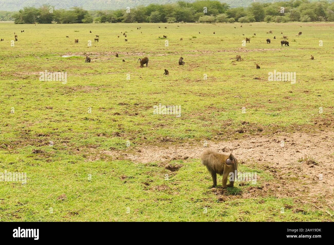 a troop of Baboons grazing Stock Photo