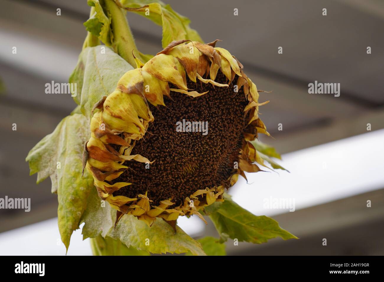wilted sunflower flower Stock Photo