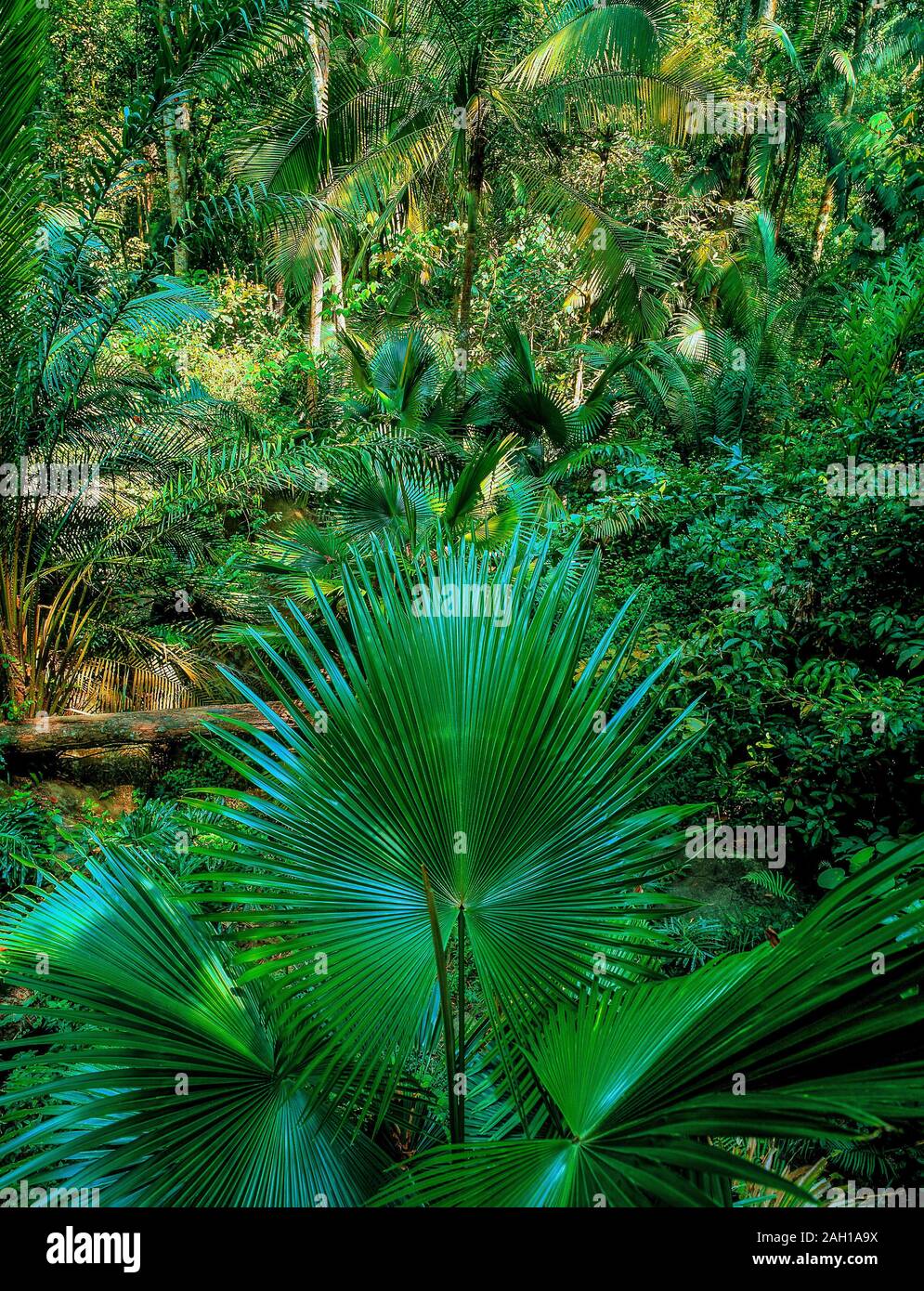 Inside Rainforest Templer Park Malaysia Stock Photo Alamy