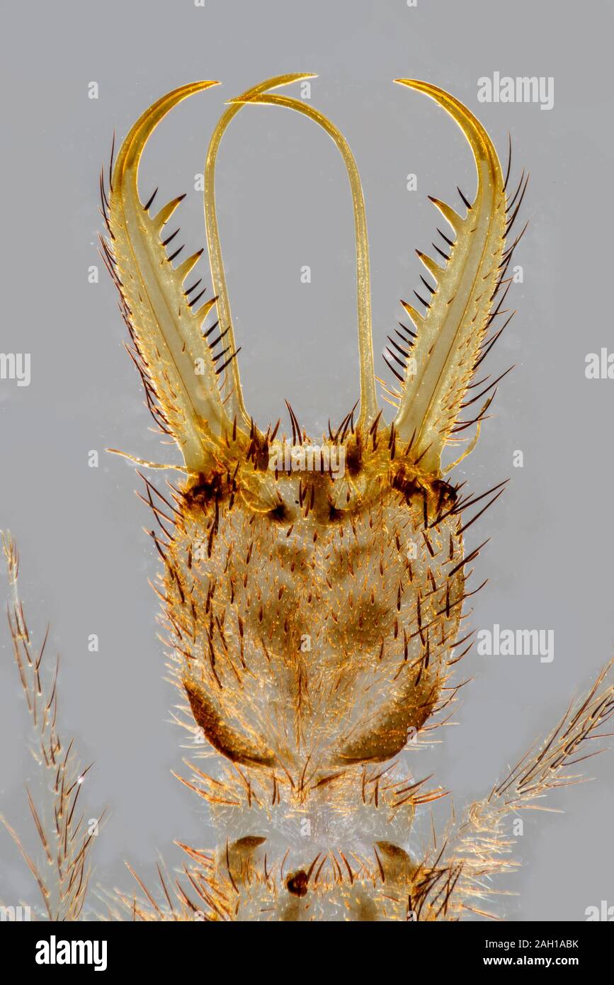Antlion larva jaws, Doodlebug Stock Photo