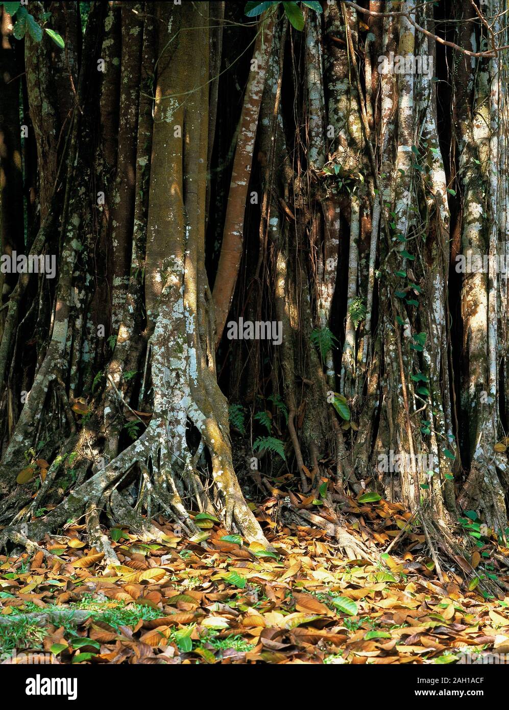 Inside rainforest, Fig Tree hanging twisted roots Templer Park, Malaysia. Stock Photo