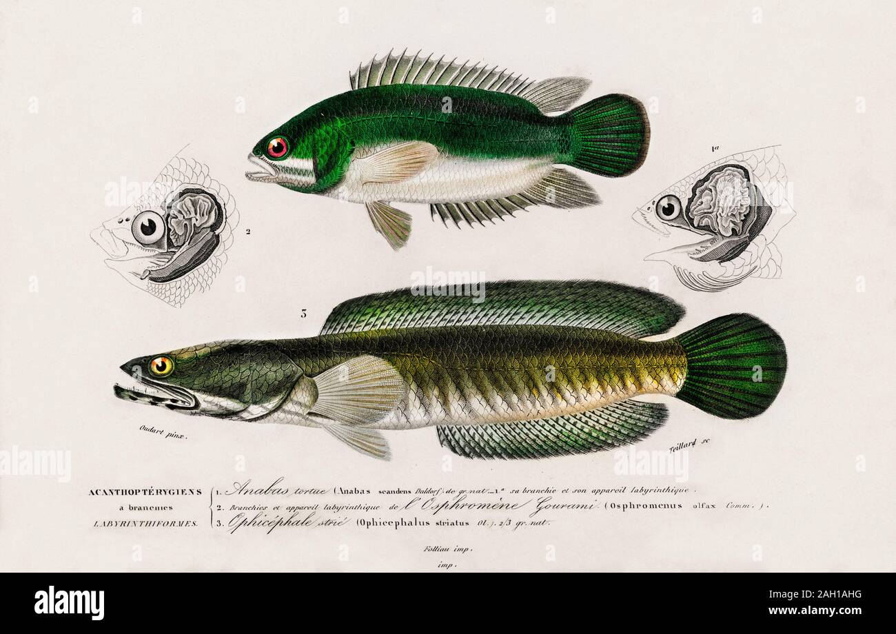 Vintage fish illustration Stock Photo
