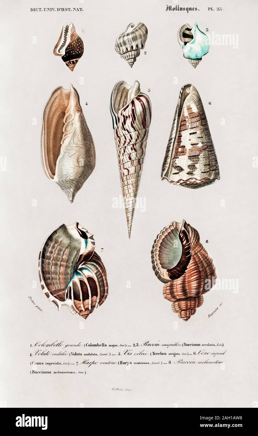 Vintage sealife illustration Stock Photo