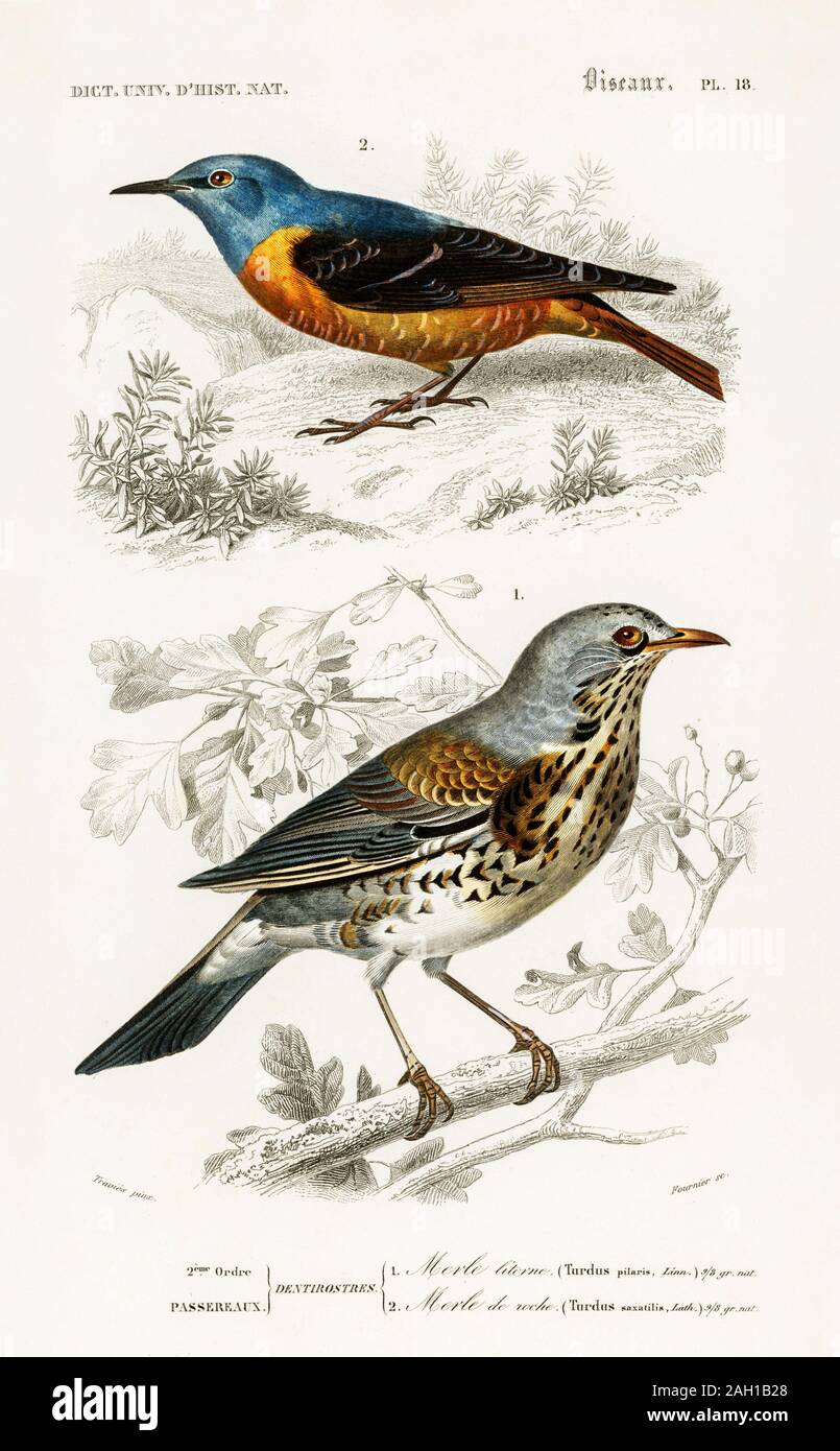 vintage bird illustration Stock Photo Alamy