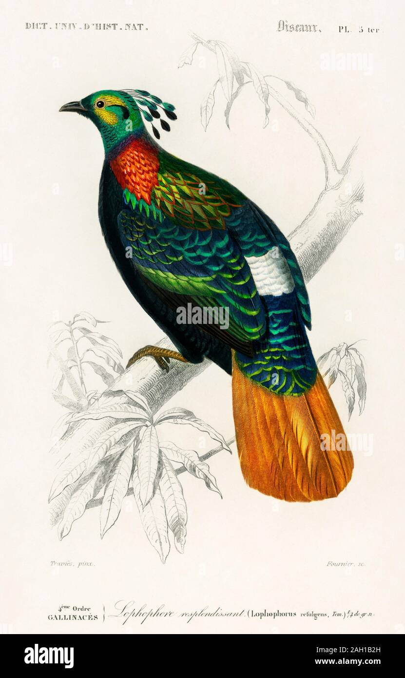 vintage bird illustration Stock Photo Alamy