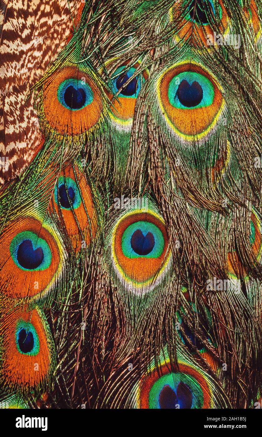 Indian Peacock, male, Pavocristiatus, feather detail with 'eye' spots Stock Photo