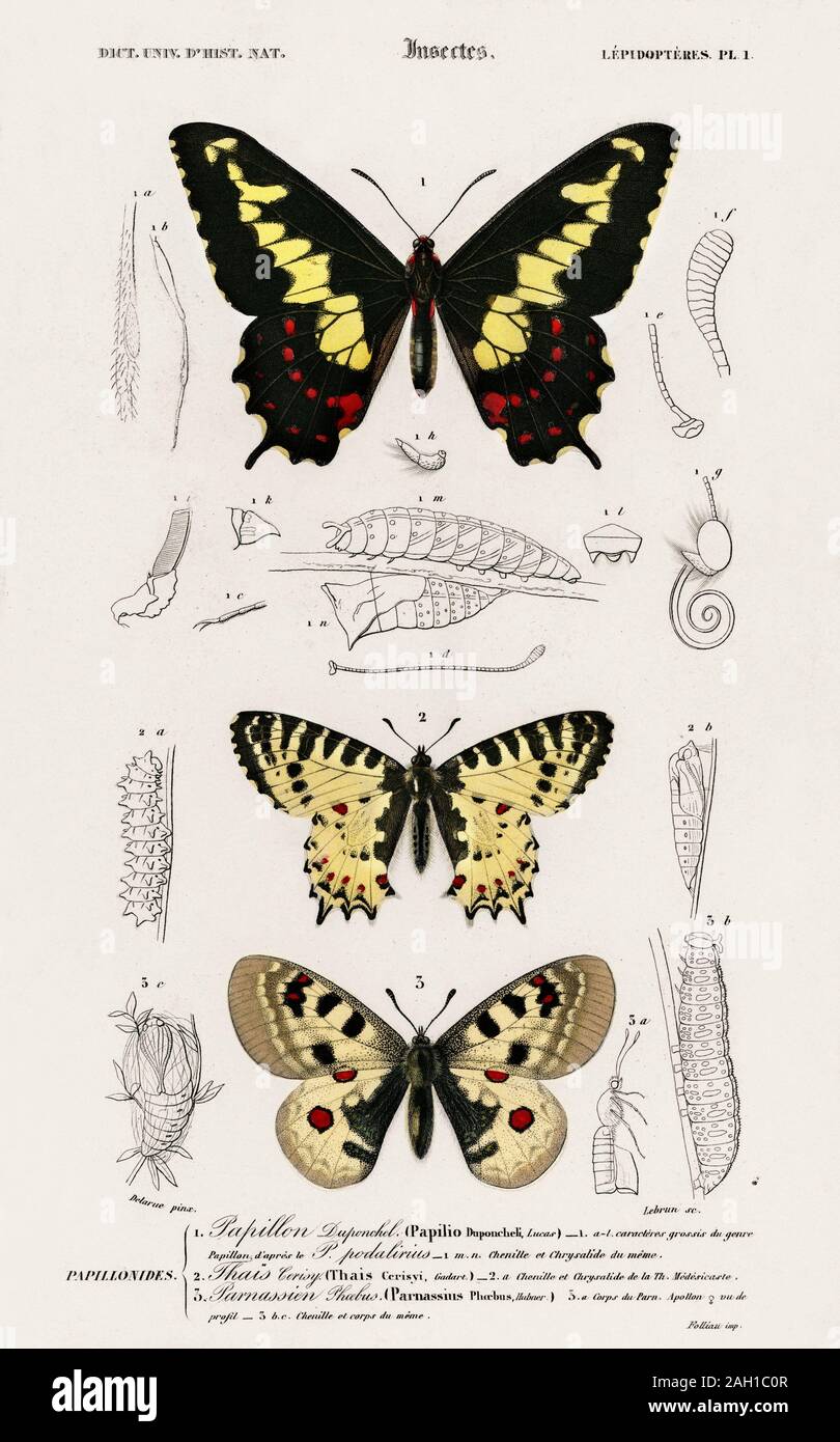 vintage butterflies natural history animal artwork Stock Photo