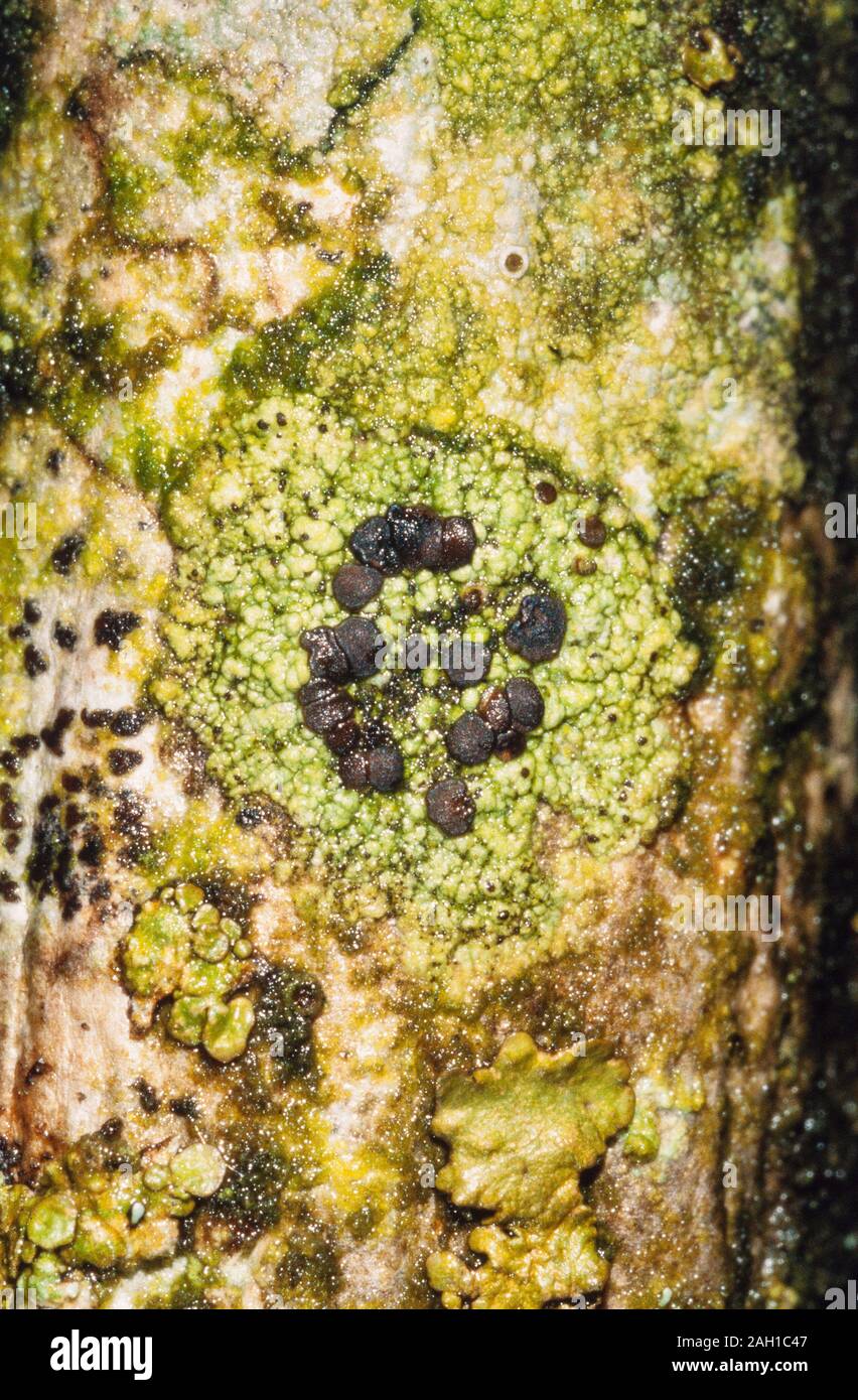 Lichen, Fuscidea lightfootie, UK Stock Photo