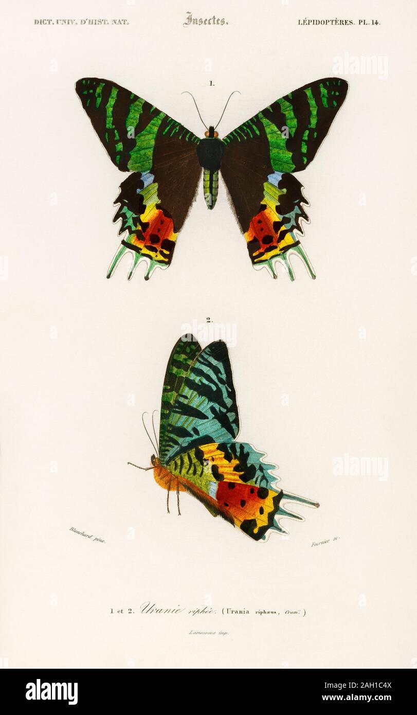 vintage butterflies natural history animal artwork Stock Photo
