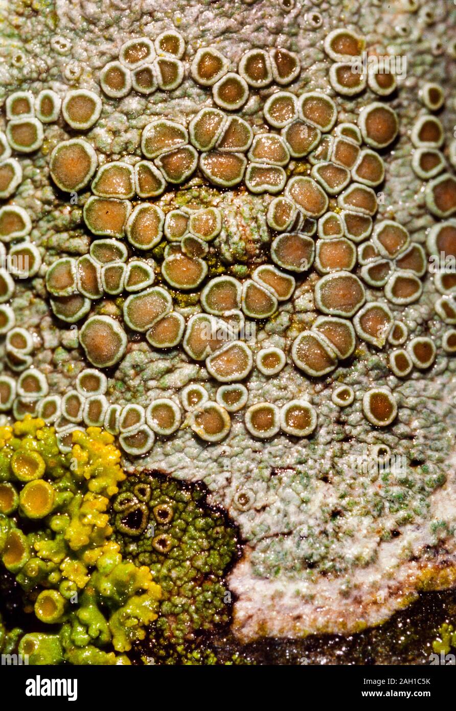 Lichen, Lecanora chlarotera, UK Stock Photo