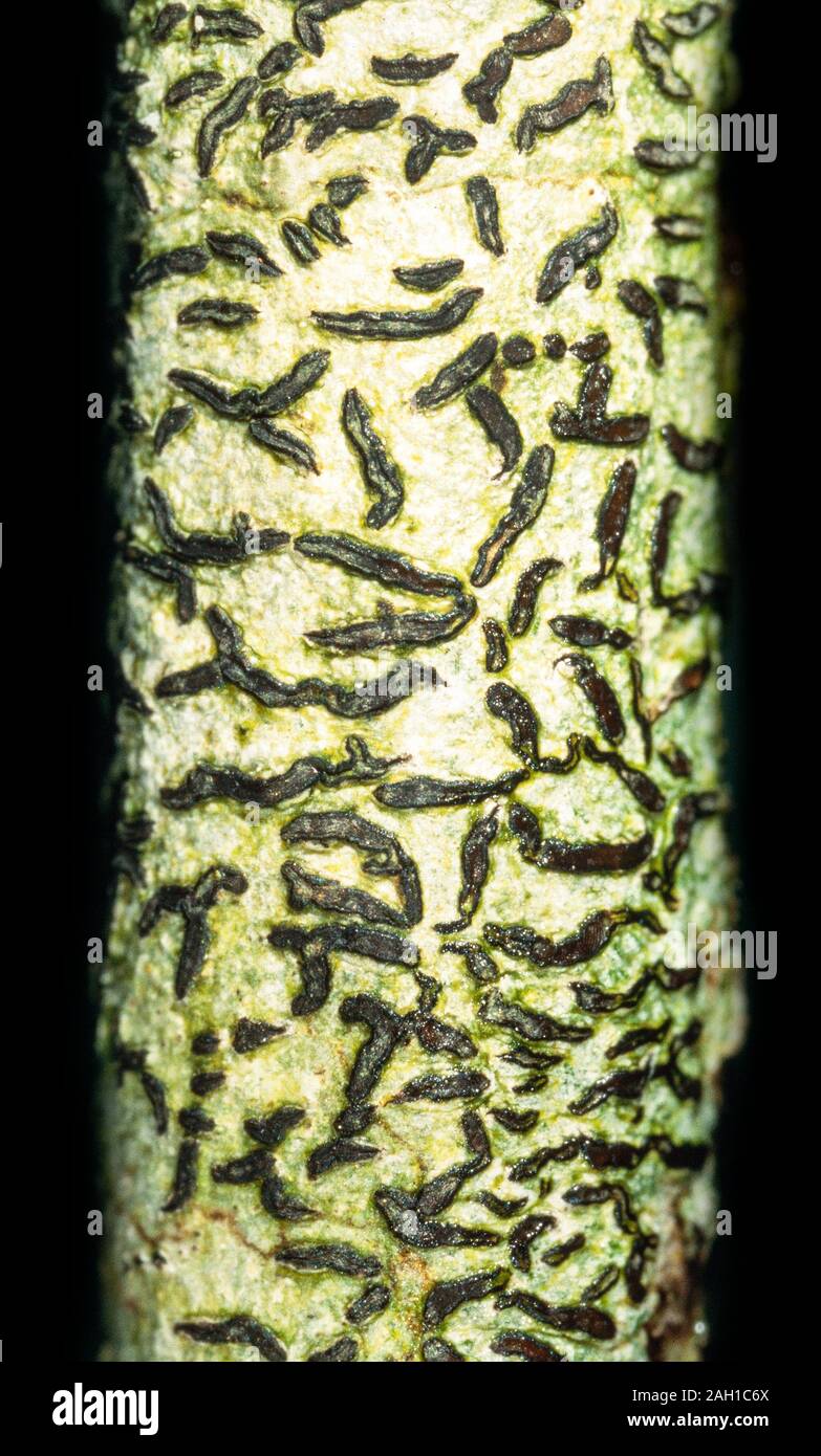 Lichen, Graphis scripta, UK Stock Photo