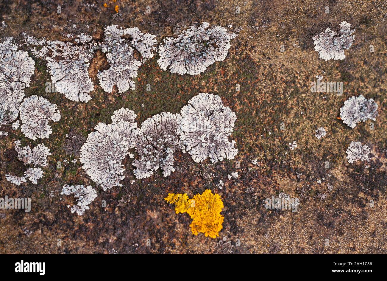 Lichens growing on stone, Diploica canescens (grey coloured), UK Stock Photo