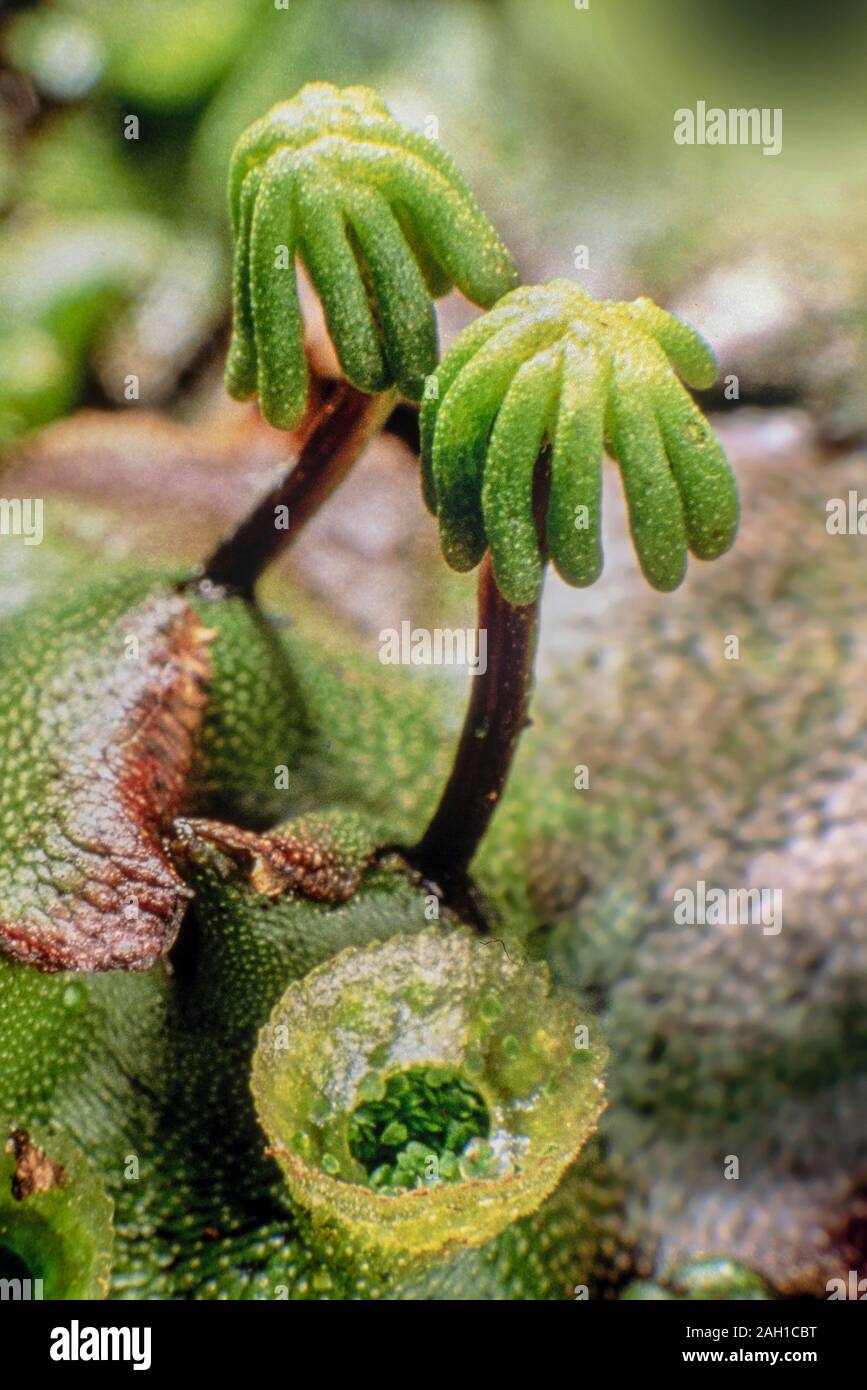 Liverwort, Marchantia polymorpha, mature female 'parasols' male gemma cups Stock Photo