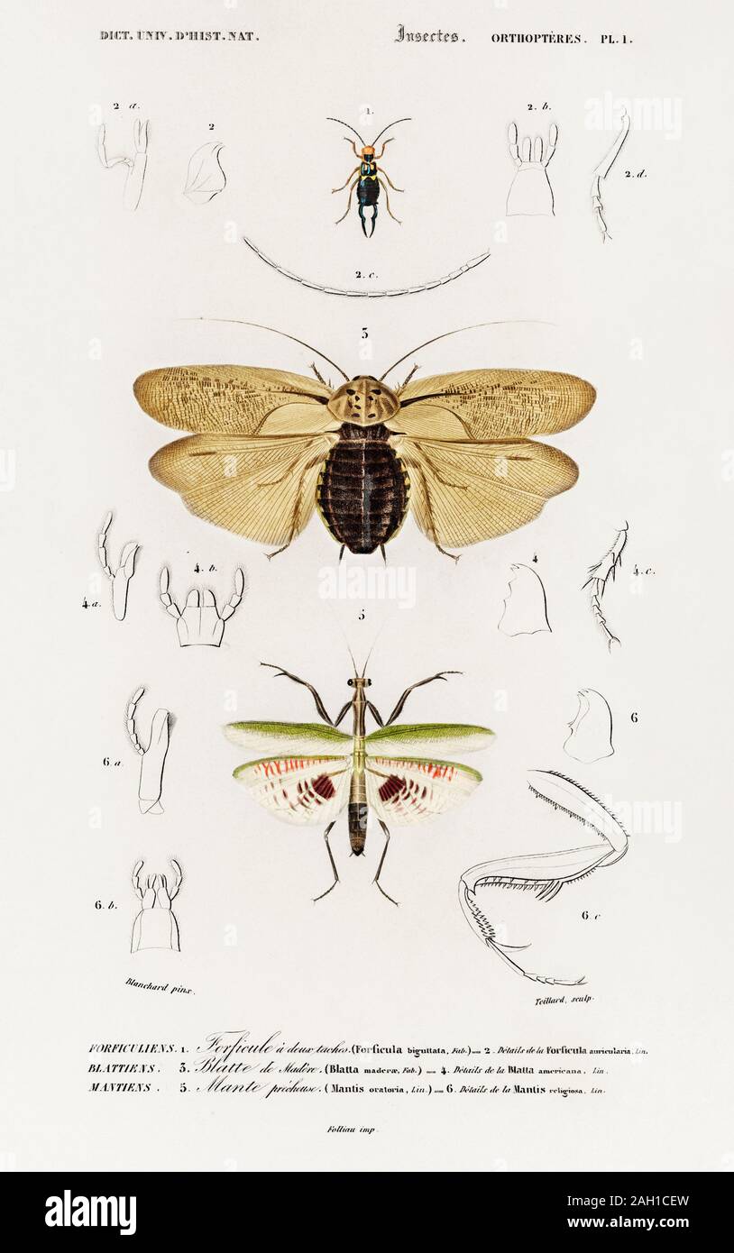 vintage natural history animal artwork Stock Photo