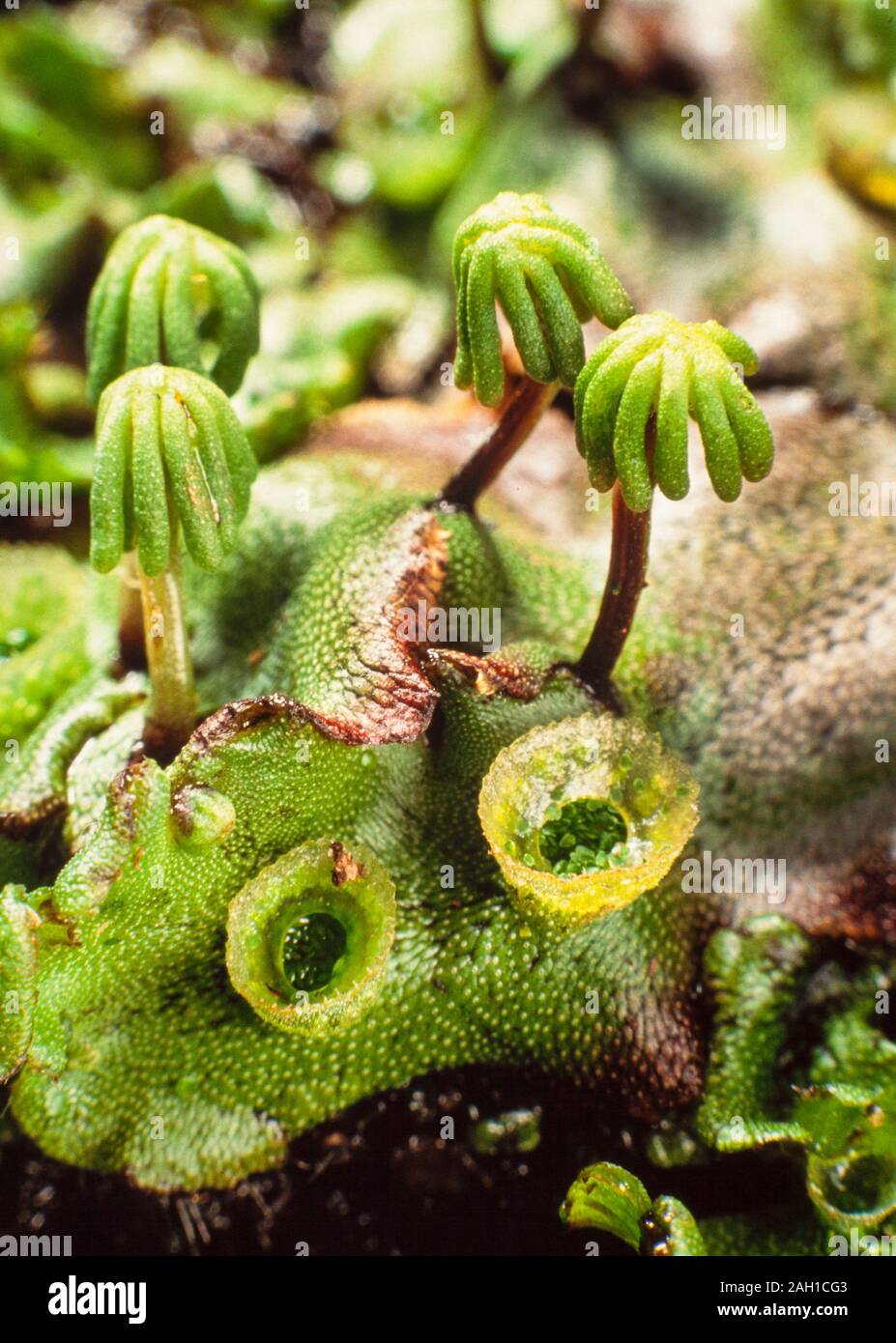 Liverwort, Marchantia polymorpha, mature female 'parasols' male gemma cups Stock Photo Alamy